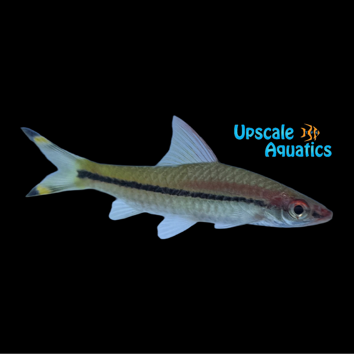 Karnataka Roseline Shark (Sahyadria denisonii)