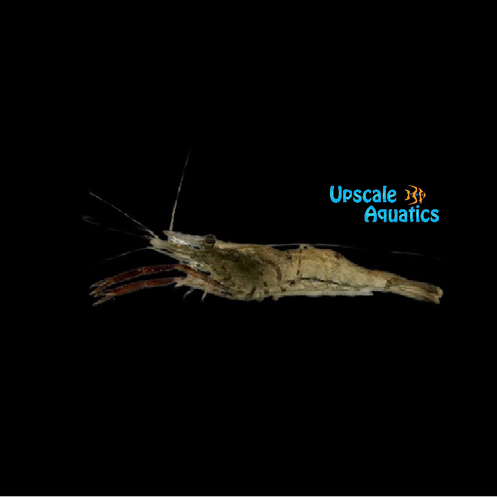 Chocolate Prawn Shrimp (Macrobrachium dayanum)