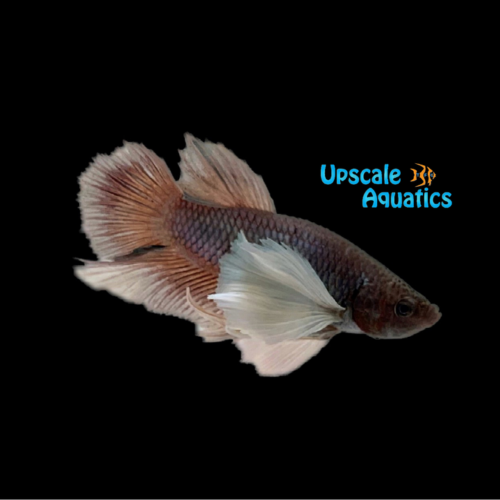 Dumbo Plakat Betta - Male (Betta splendens)