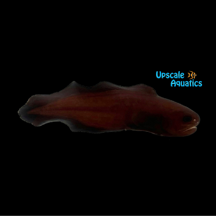 Black Widow Cusk Eel (Stygnobrotula latebricola)