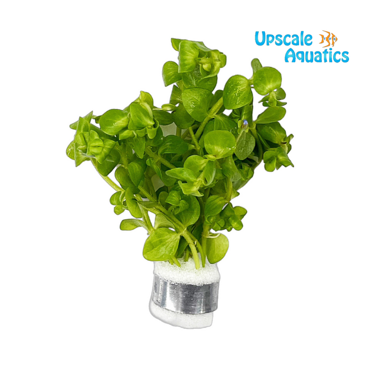 Bacopa Australis