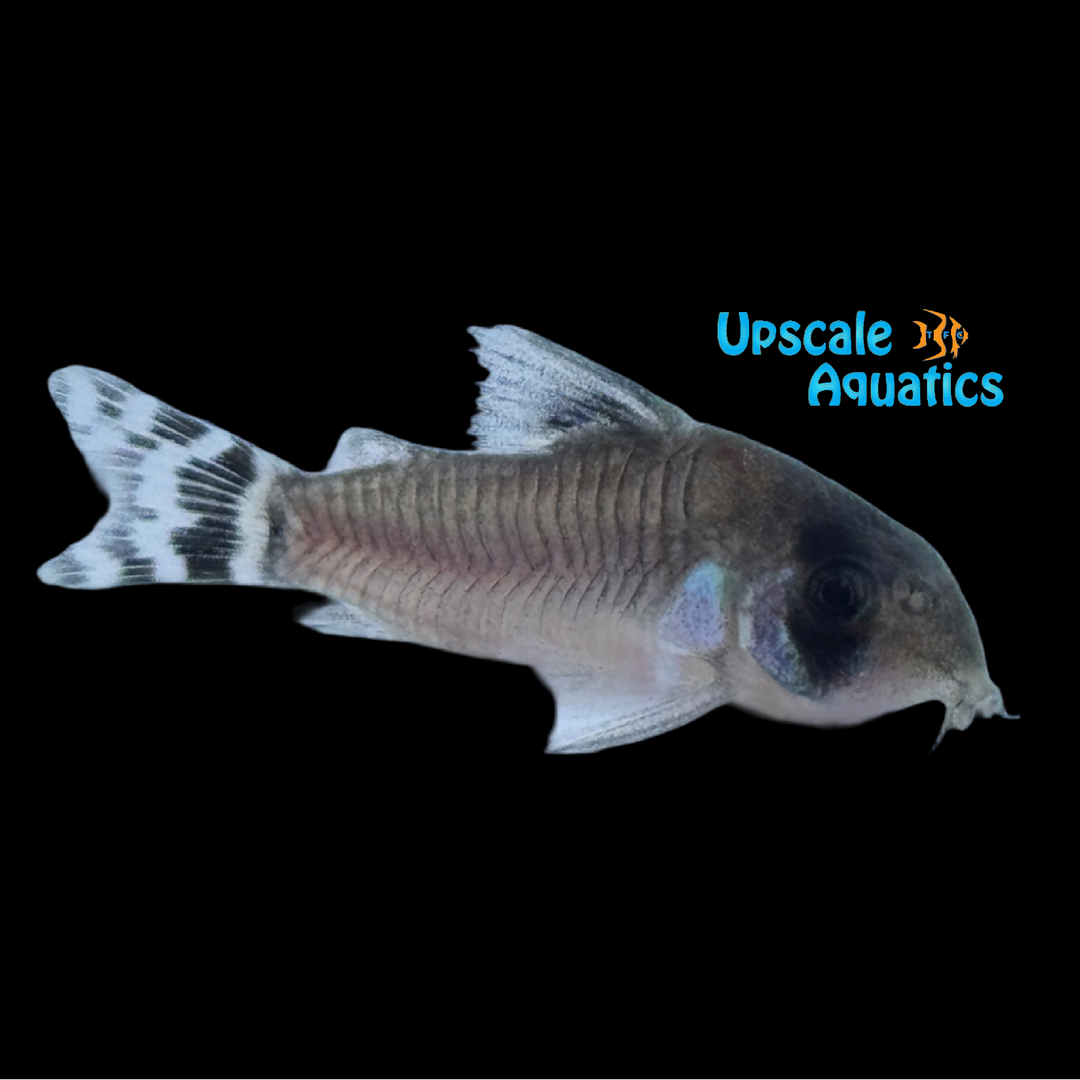 Flagtail Panda Cory 'Captive Bred' (Hoplisoma  oiapoquensis)