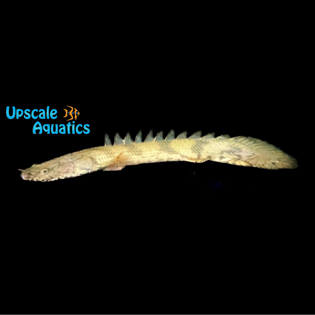 Faranah Saddled Bichir (Polypterus endlicheri 'Faranah')