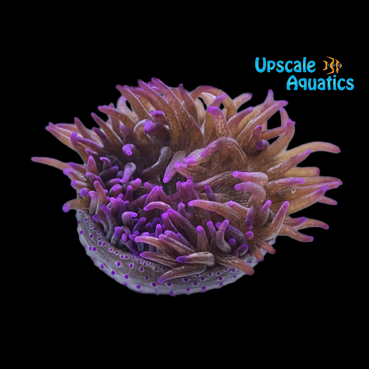 Purple Long Tentacle Anemone (Macrodactyla doreensis)