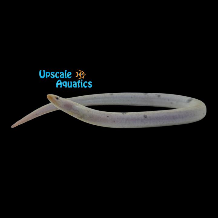 Piebald Tulip Eel (Monopterus albus)