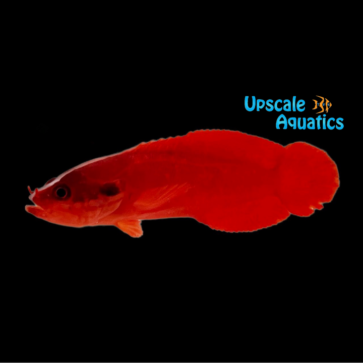 Red Soapfish (Suttonia lineata)