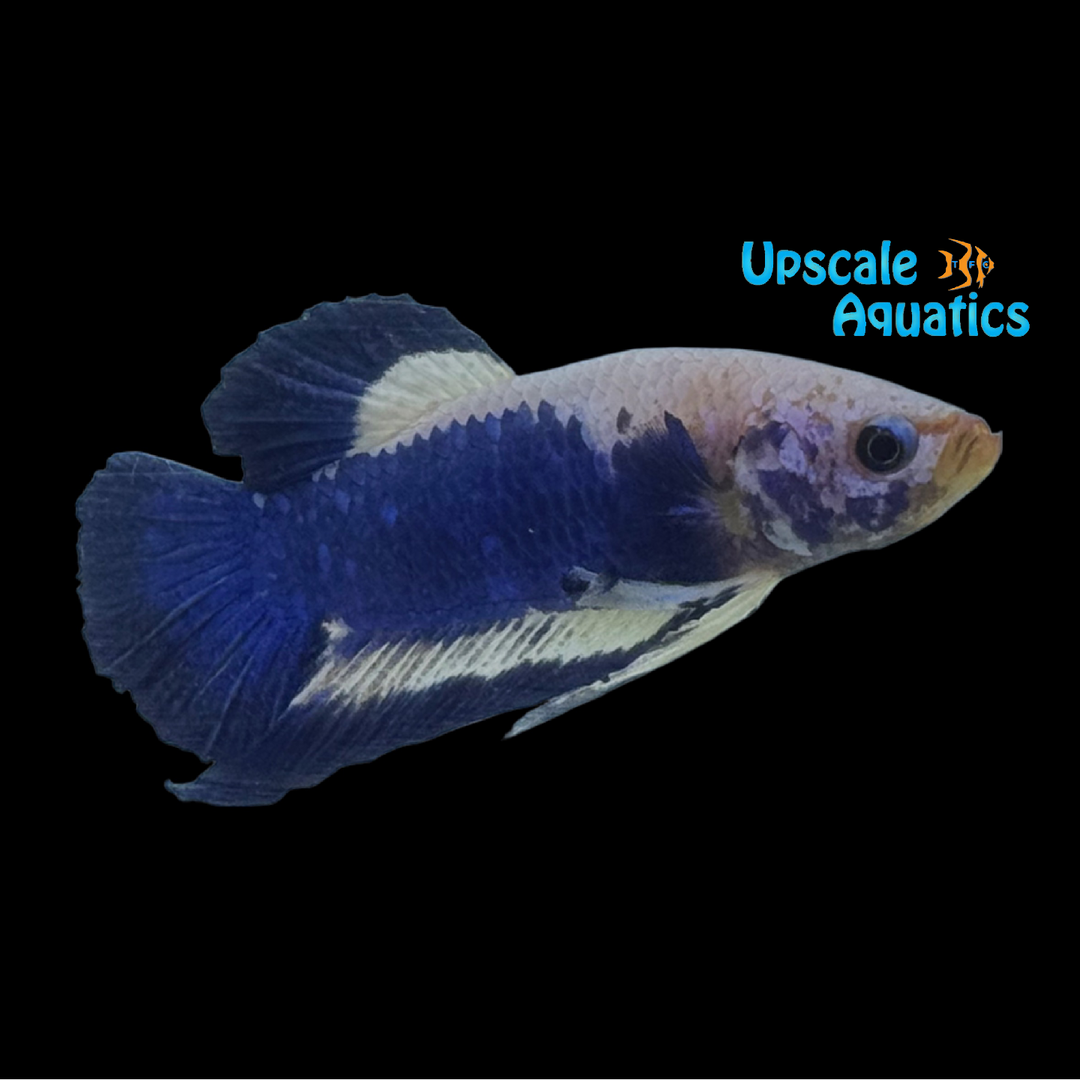 Blue Crush Plakat Betta - Male (Betta splendens)