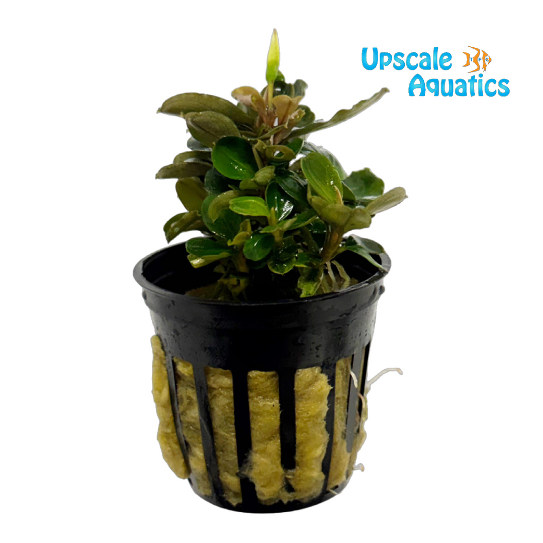 Pink Malawi Bucephalandra (Bucephalandra sp. pink malawi)
