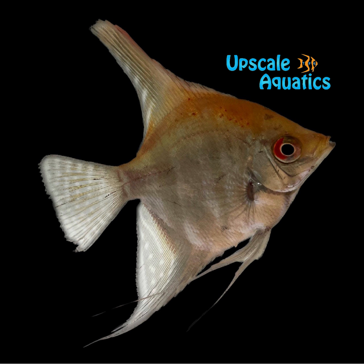 Manacapuru Angelfish (Pterophyllum scalare manacapuru)