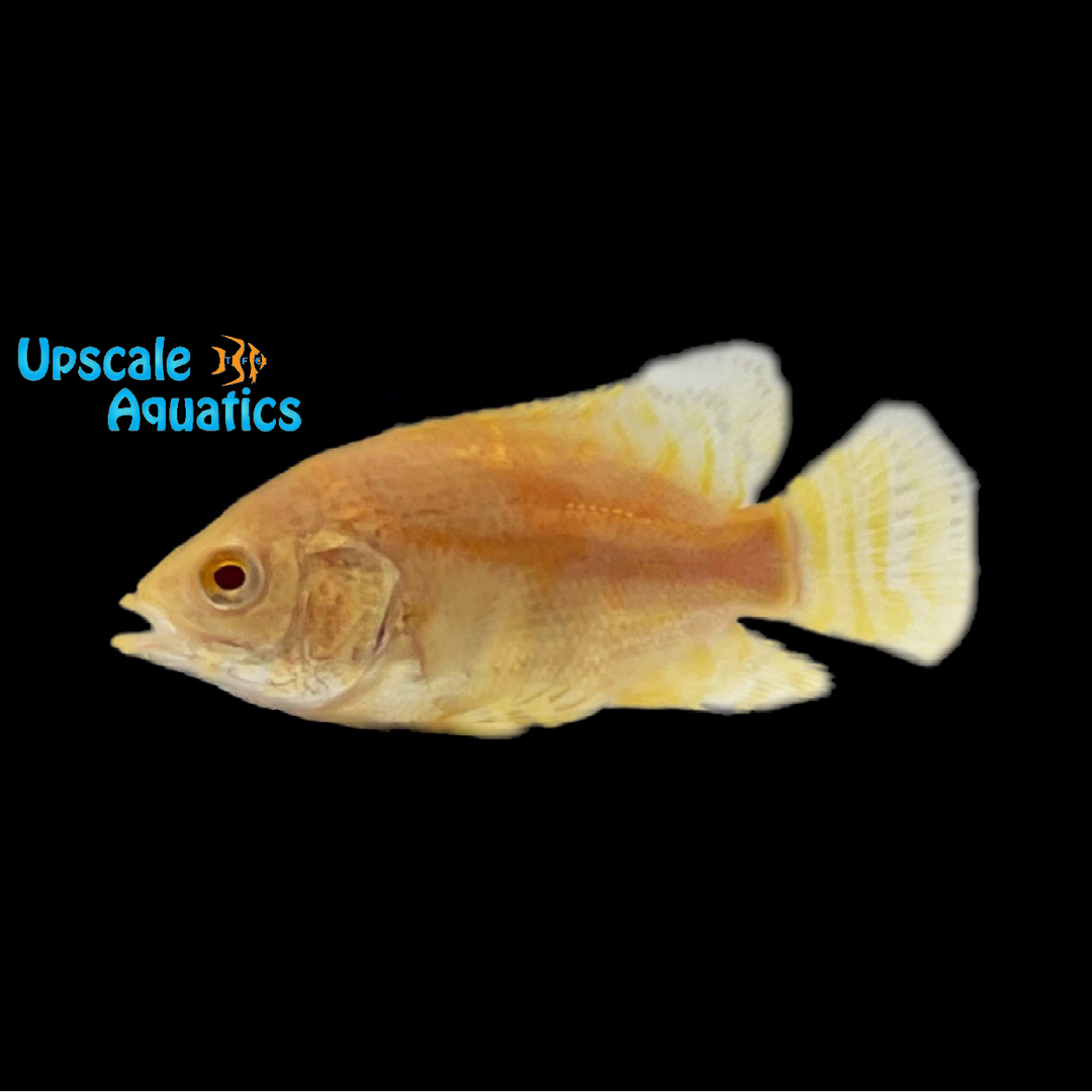 Gold Tiger Oscar (Astronotus ocellatus)