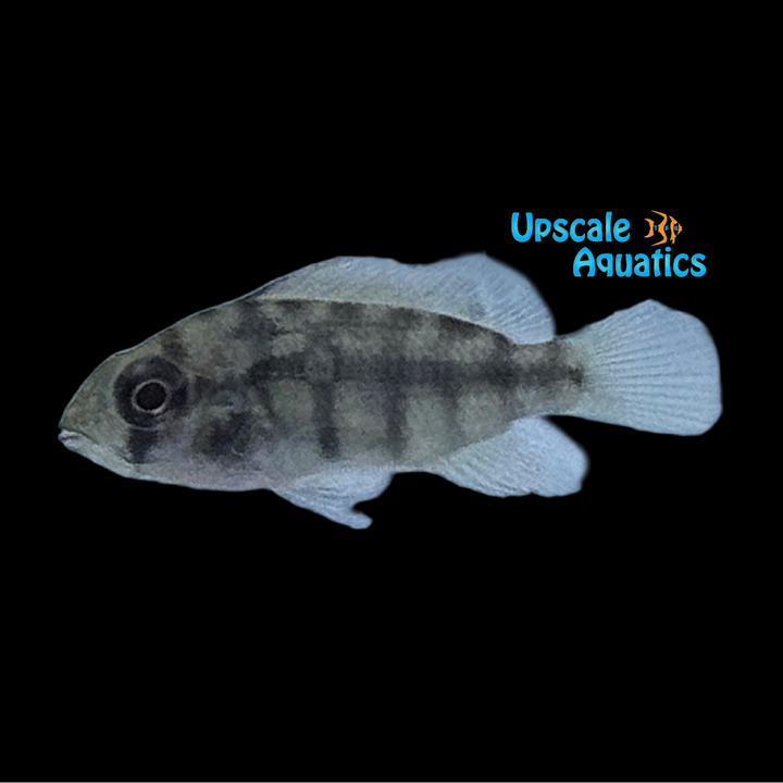 Multicolor Congo Cichlid (Heterochromis multidens)