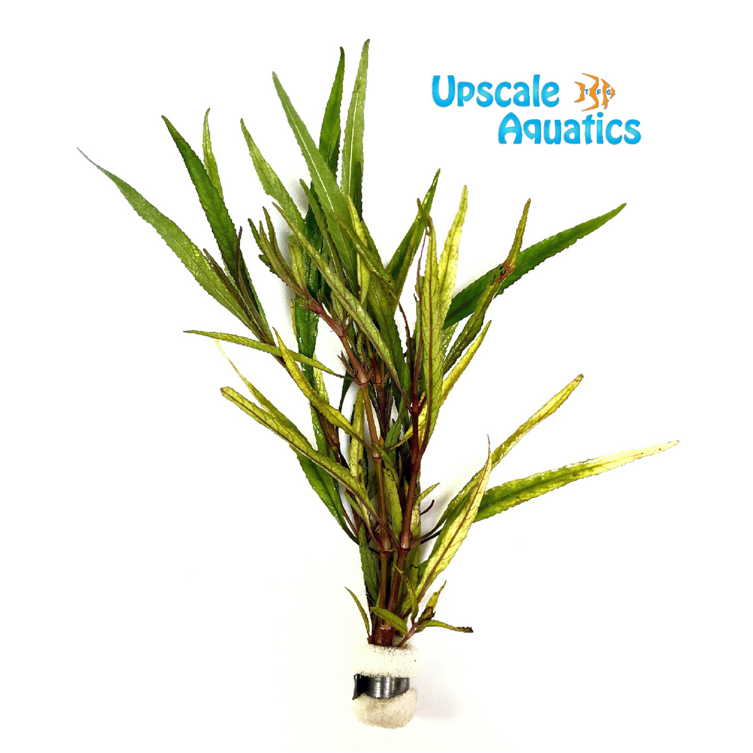 Hygrophila Lacustris