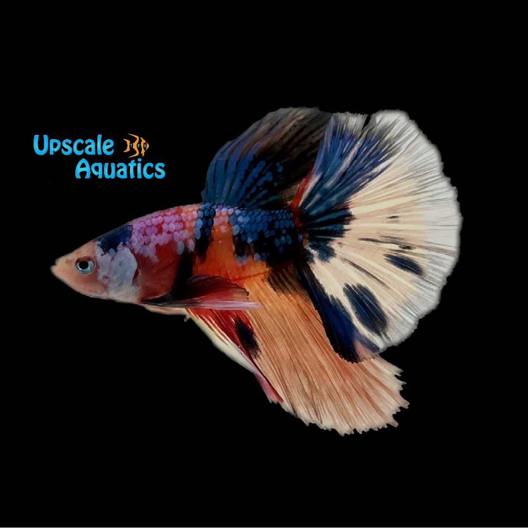 Longfin Nemo Candy Koi Betta - Male (Betta splendens)