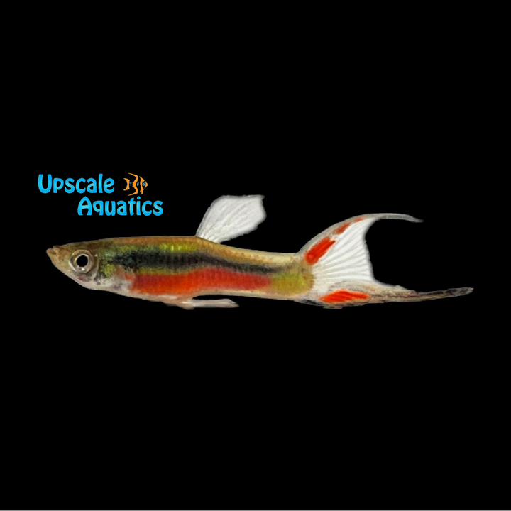 Santa Maria Endler's Livebearer (Poecilia wingei)