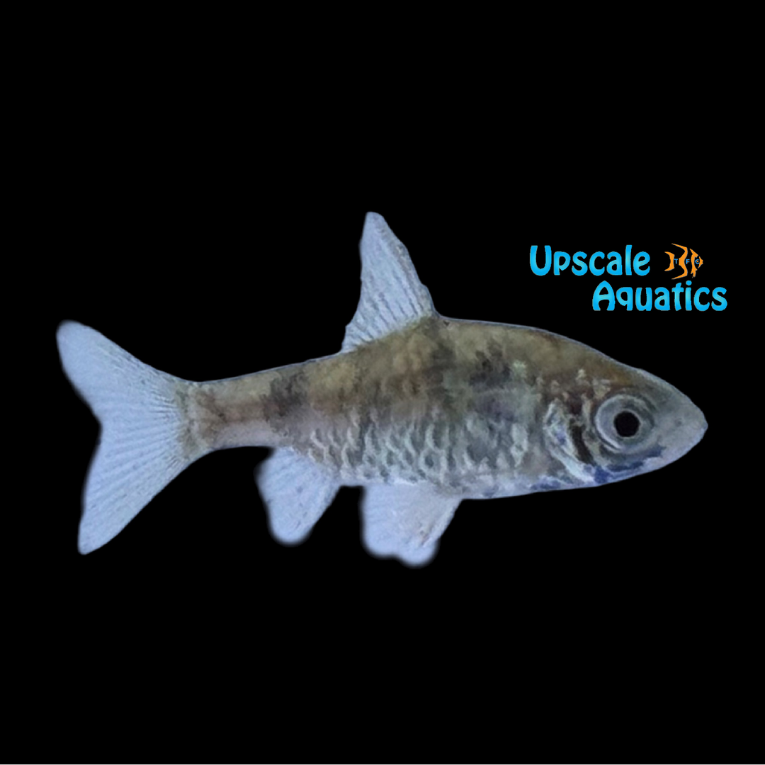 Green Dwarf Barb (Pethia phutunio)
