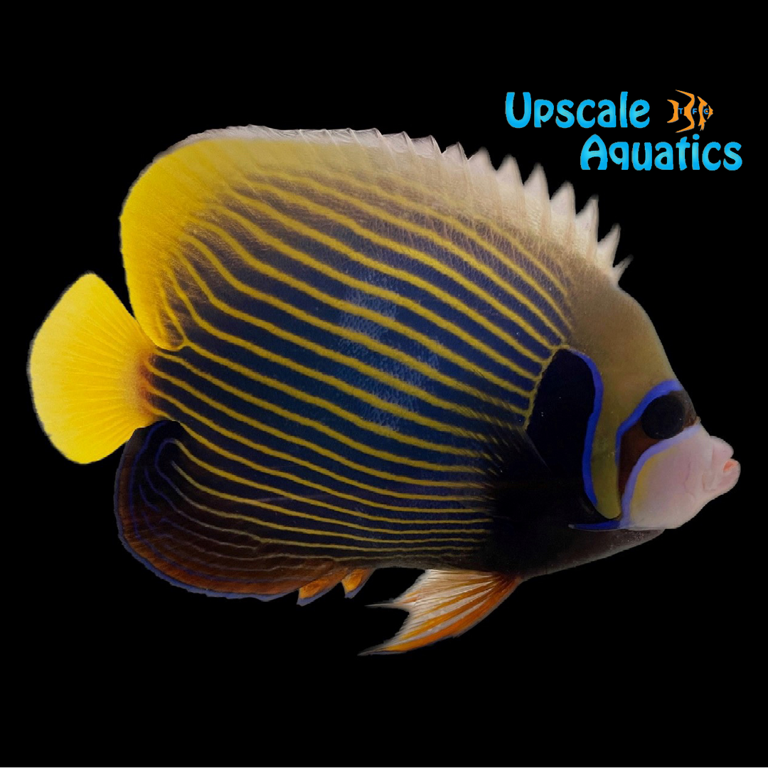 Orangetail Emperor Angelfish (Pomacanthus imperator)