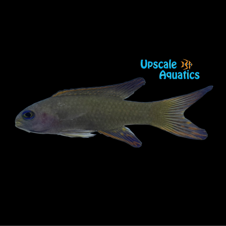 Randall's Assessor Basslet (Assessor randalli)