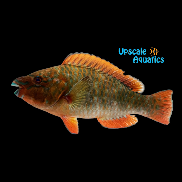 Rainbow Parrotfish (Scarus guacamaia)