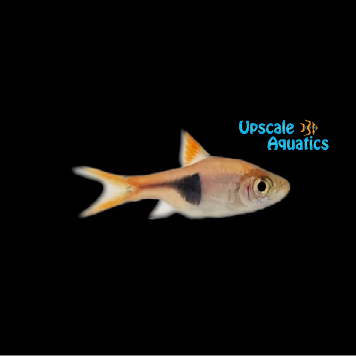 Harlequin Rasbora (Trigonostigma heteromorpha)