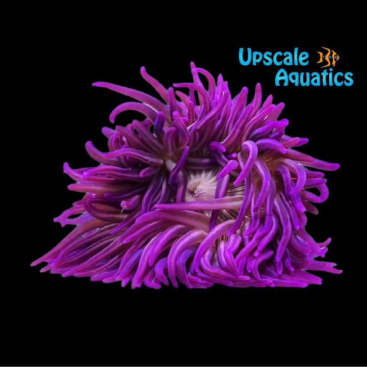 Purple Striped Long Tentacle Anemone (Macrodactyla doreensis)