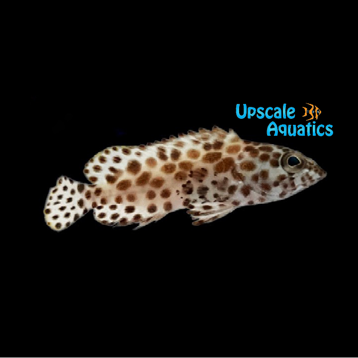 Honeycomb Grouper (Epinephelus merra)