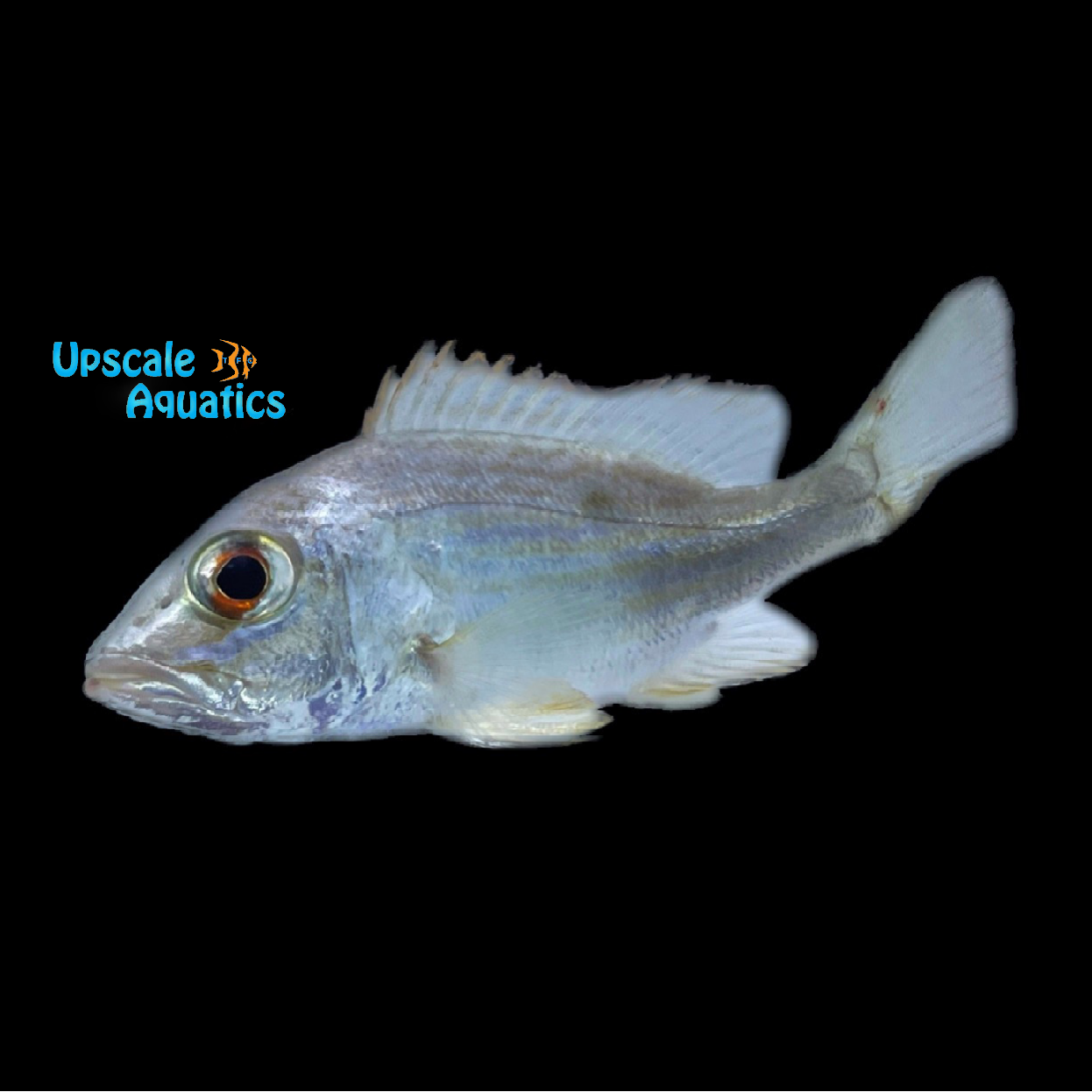 Candy Snapper (Lachnolaimus maximus) – Upscale Aquatics