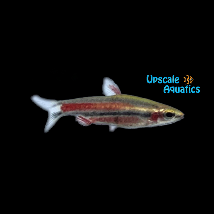 Purple Pencilfish (Nannostomus rubrocaudatus)