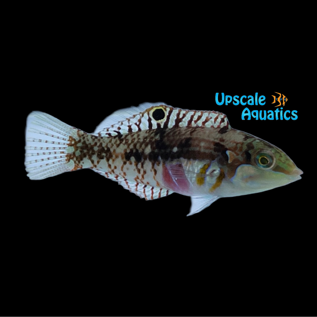 Nebulous 'Cloud' Wrasse (Halichoeres nebulosus)