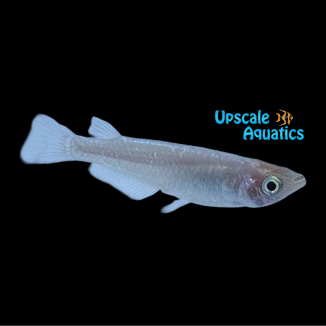 Blue Sparkled Ricefish (Oryzias latipes)