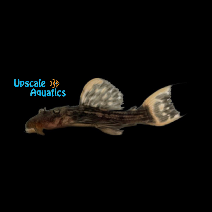 Scarlet Cactus Pleco L025 7 Pointer (Pseudacanthicus pirarara)