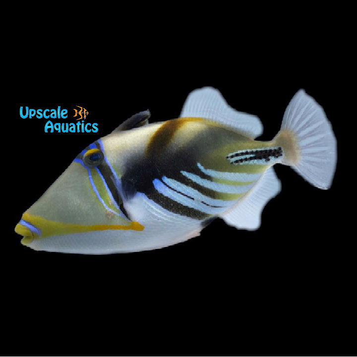 Picasso Trigger (Rhinecanthus aculeatus)