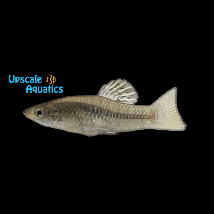 Perugia's Limia Livebearer 'Boca de Cachon' (Limia Perugia 'Boca de Cachon')