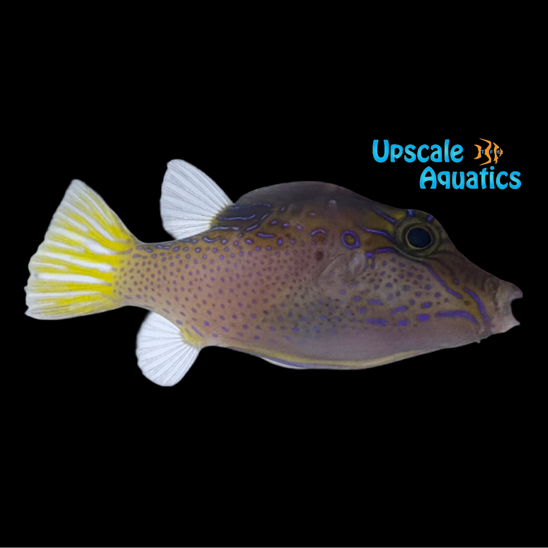 Lantern Toby Puffer (Canthigaster epilampra)