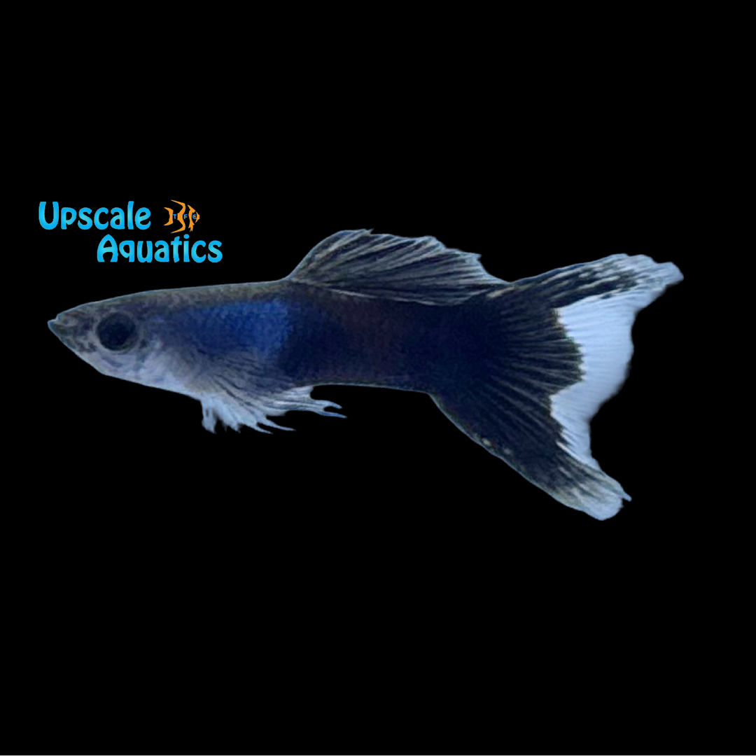 Blue Lazuli Lyretail Guppy (Poecilia reticulata)