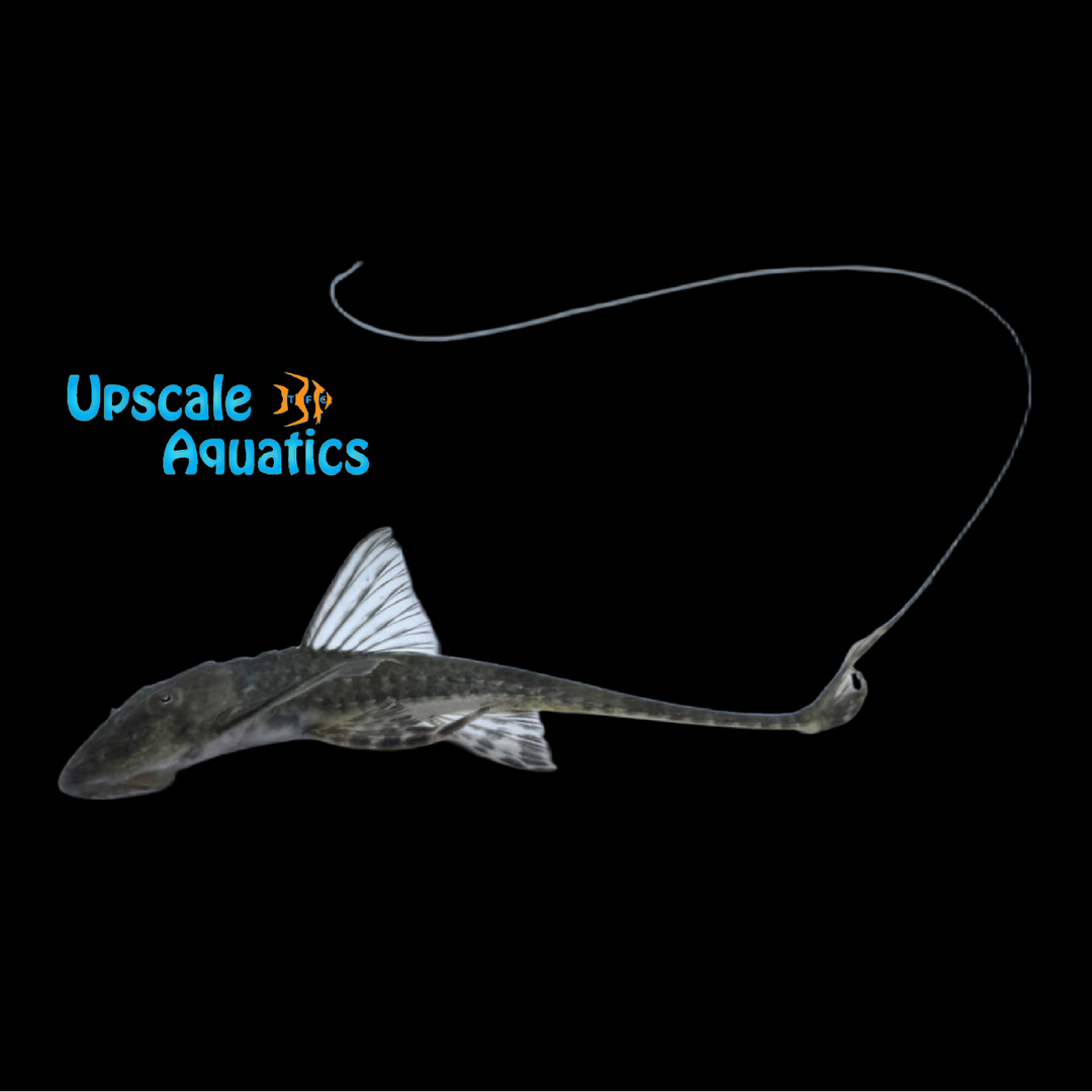 Colombian Longtail Loricaria Catfish (Spatuloricaria gymnogaster)