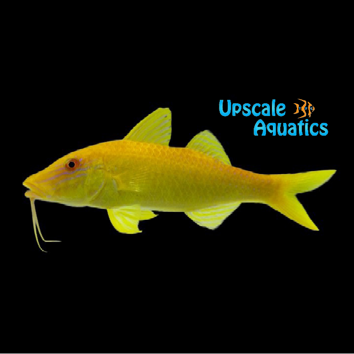 Yellow Goatfish (Parupeneus cyclostoma)