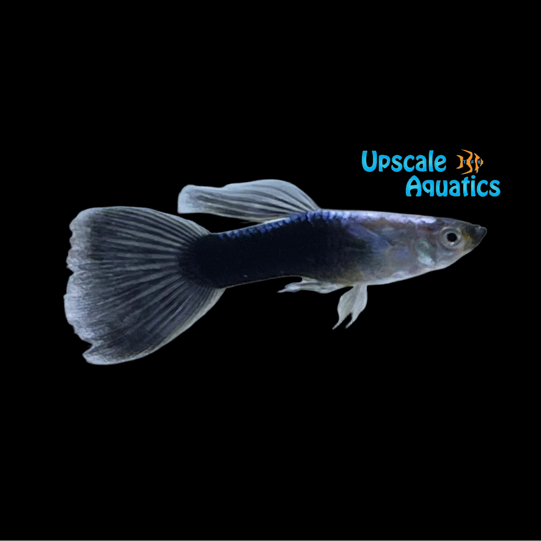 Blue Metallic Guppy (Poecilia reticulata)