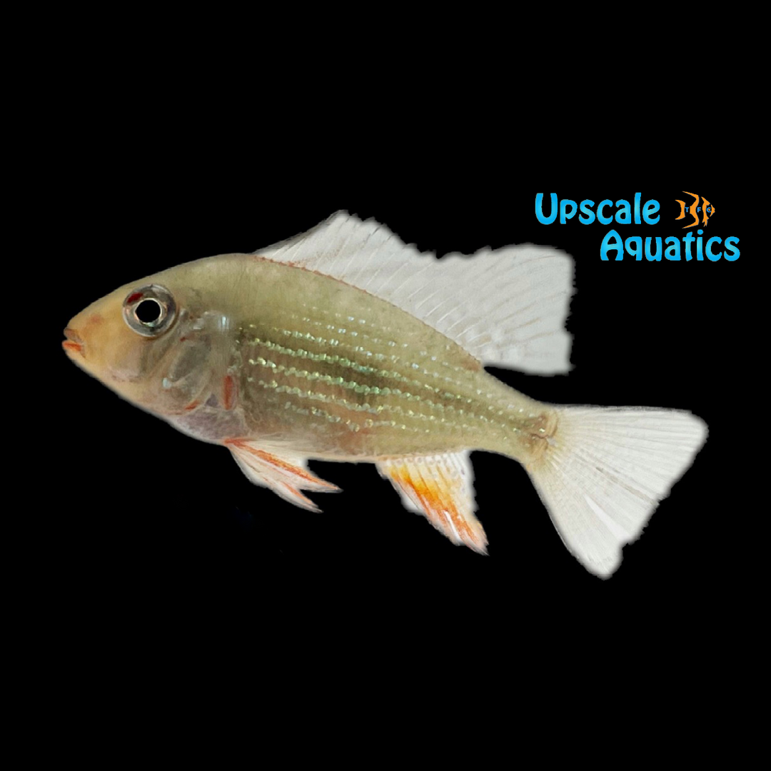 Luo Han Heckelii Cichlid (Acarichthys heckelii)