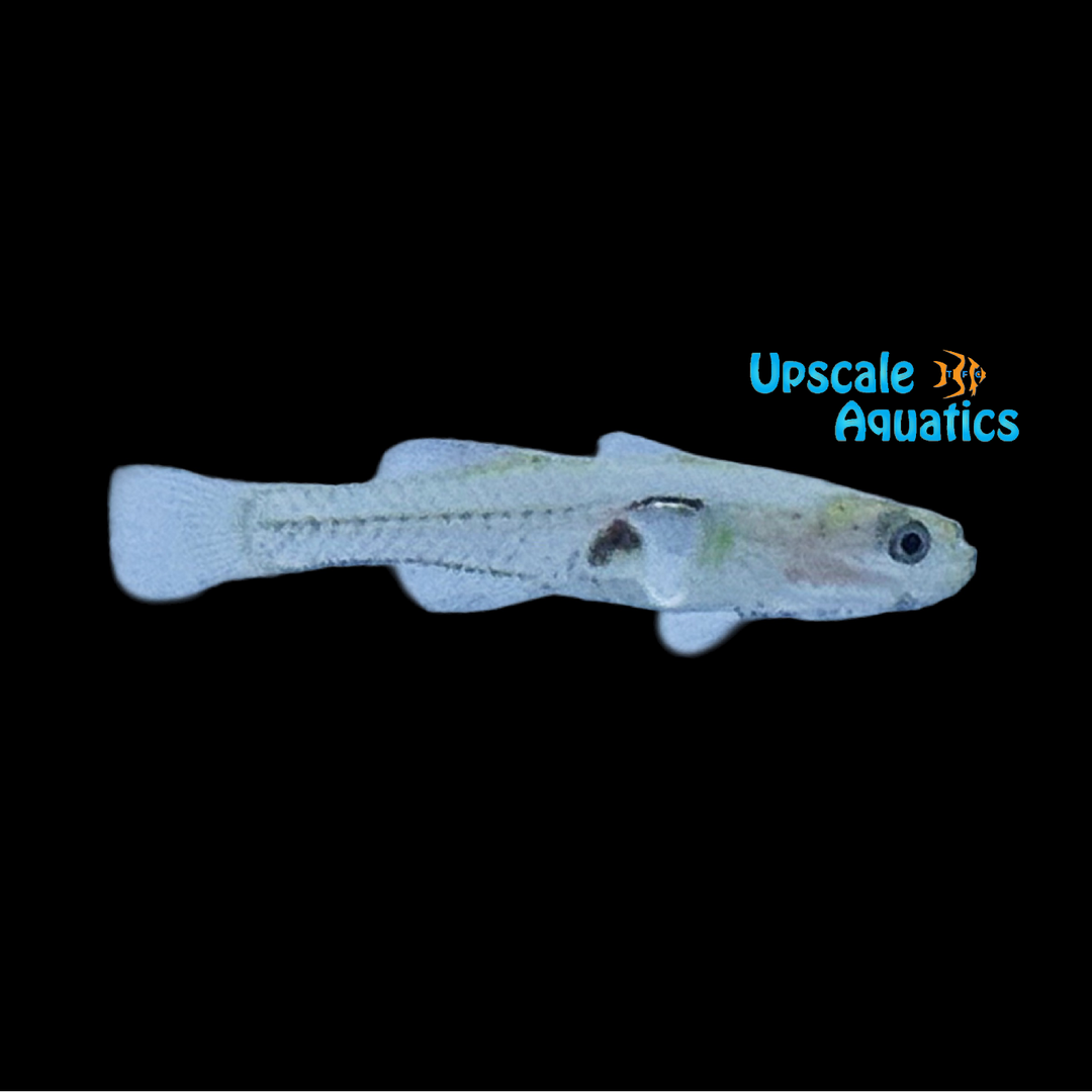 Glass Goby (Gobiopterus chuno)