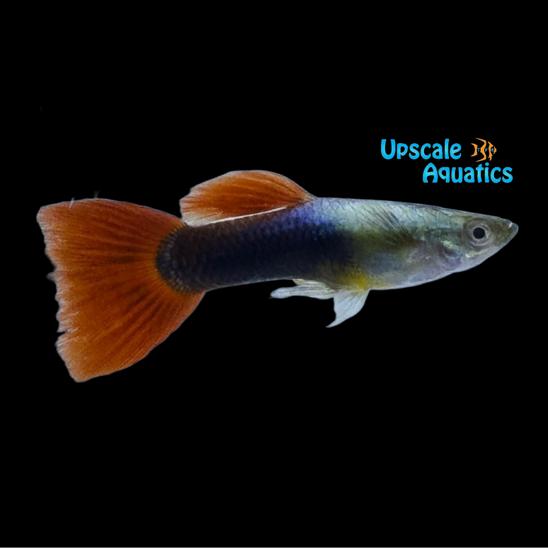 American Flag Guppy (Poecilia reticulata)