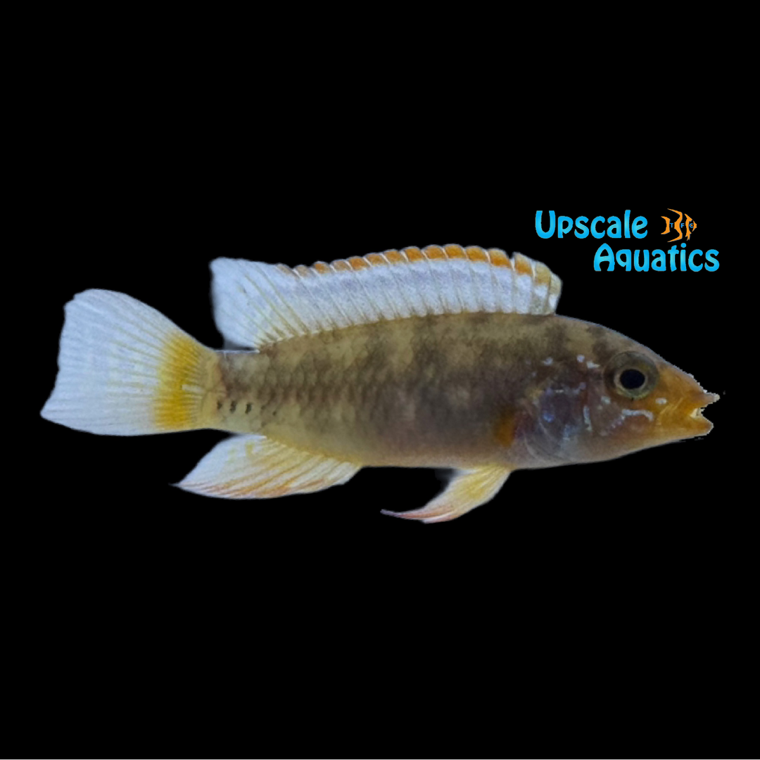 Apisto. Ladislao - Wild (Apistogramma sp. ladislao)