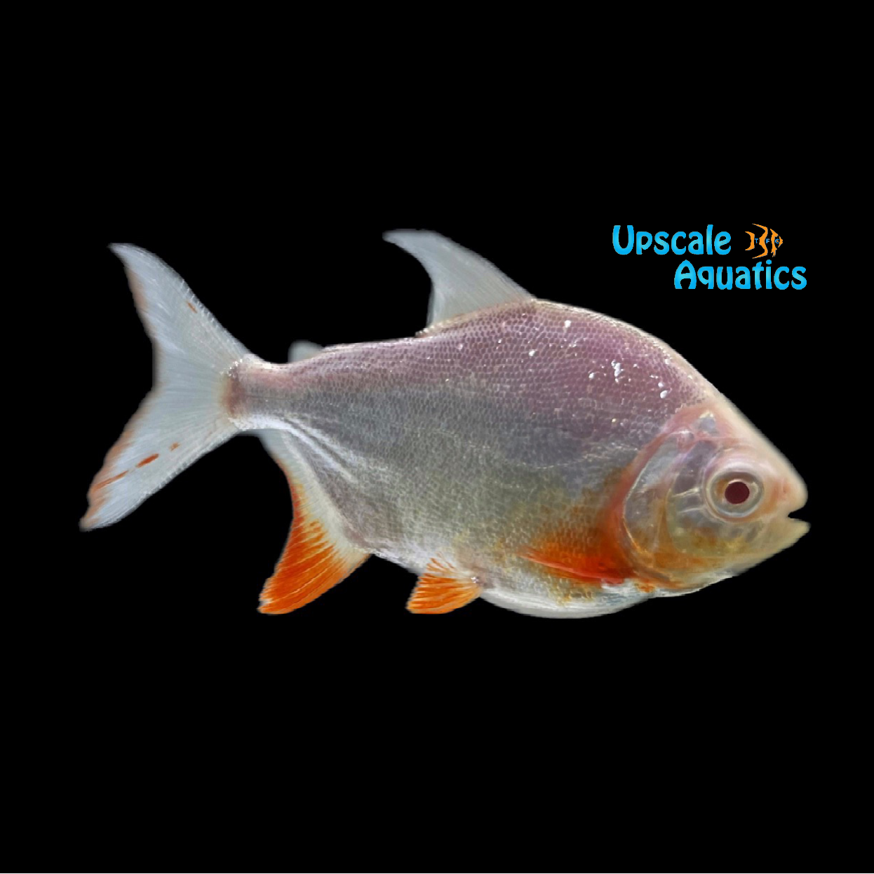 Albino Red Belly Pacu (Piaractus brachypomum) – Upscale Aquatics
