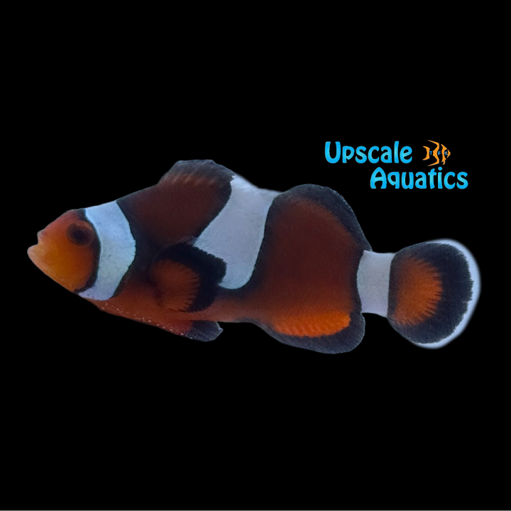 Misbar Mocha Clownfish (Amphiprion ocellaris)
