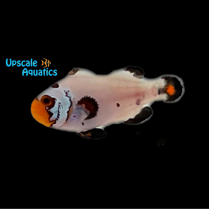 Flurry Clownfish (Amphiprion ocellaris)