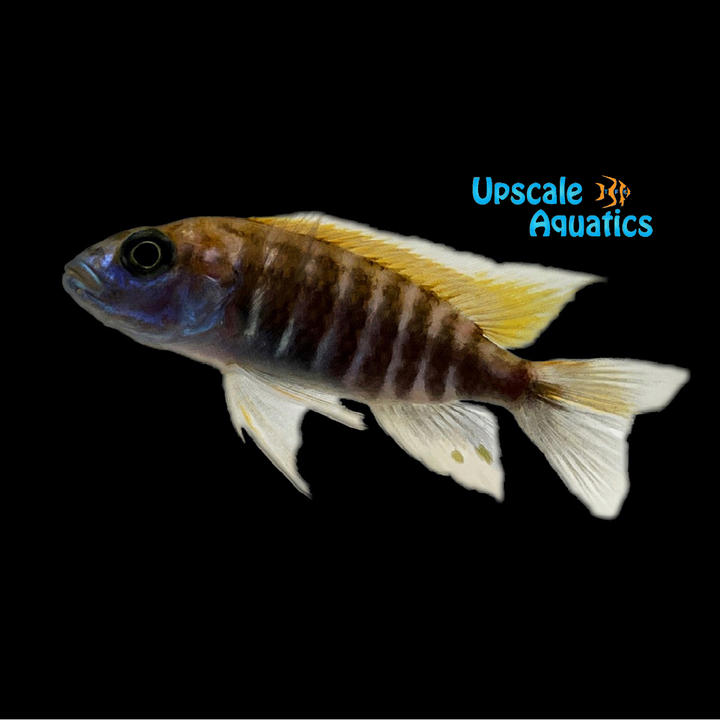 Makokola Reef Peacock (Aulonocara jacobfreibergi 'Makokola Reef')