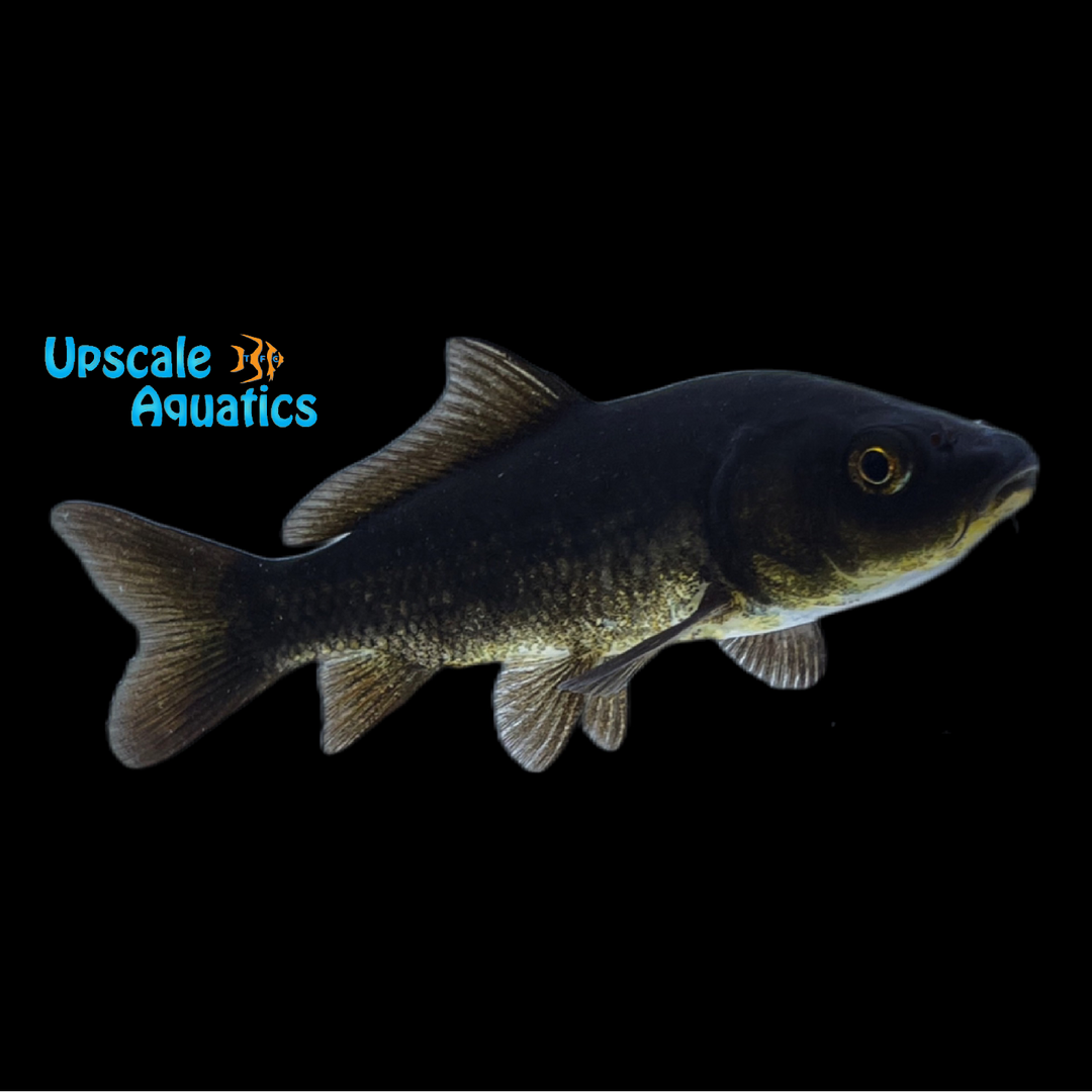 Black Koi (Cyprinus carpio)