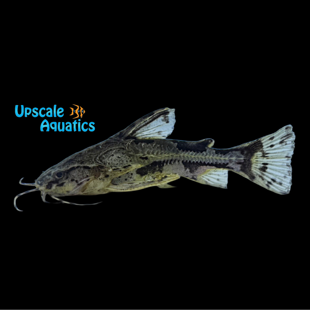 Marbled Talking Catfish (Amblydoras nauticus)