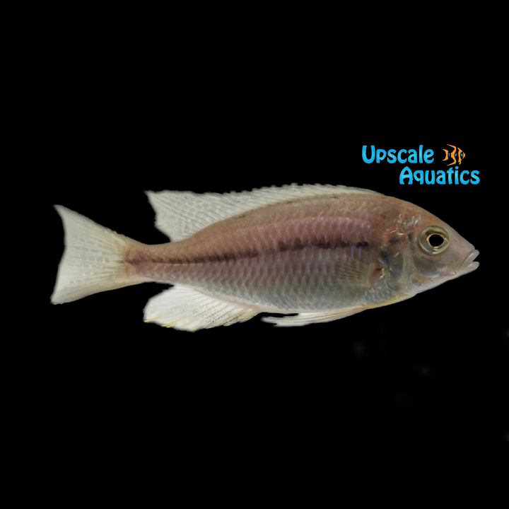 Orange Cap Prostoma Hap (Nyassachromis prostoma)