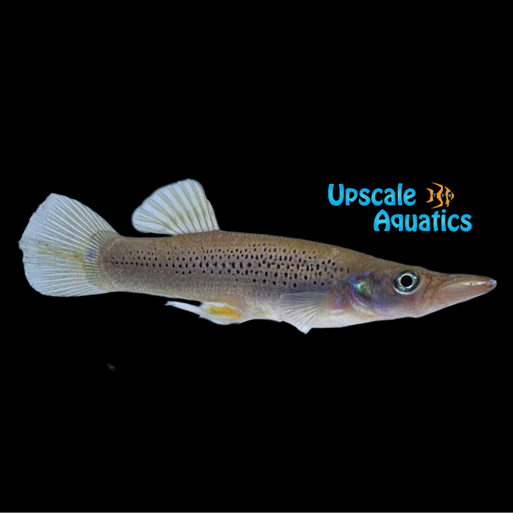 Pike Livebearer (Belonesox belizanus)
