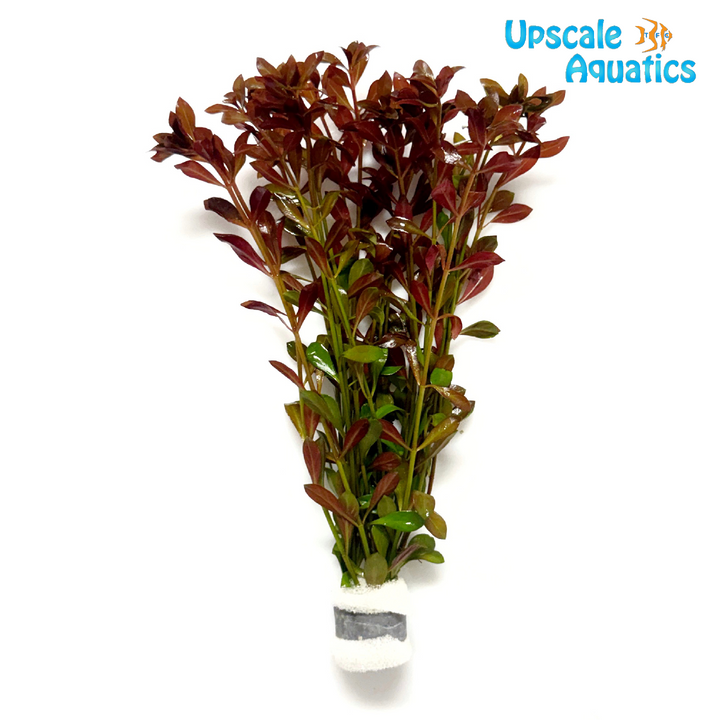 Diamond Ludwigia (Ludwigia peruensis/gladulosa var. diamond)